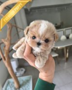 LYRA - FEMALE (PURCHASED by MARCOS) - Image 2