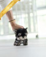 ROCKO - MALE (PURCHASED by VICKIE) - Image 2