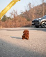 JESSICA - FEMALE (PURCHASED by ANGIE) - Image 5