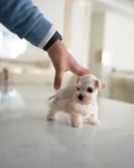 BIANCA - FEMALE (PURCHASED by ANA)