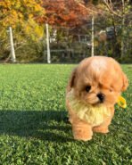 MUFFIN  - MALE (PURCHASE by LEE) - Image 5