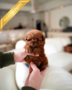 FINN - MALE - Image 2