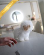 MARSHMALLOW - MALE (PURCHASED by JANELLY) - Image 4