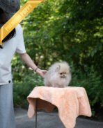 SANDY - MALE (PURCHASED by JOSELYN) - Image 4