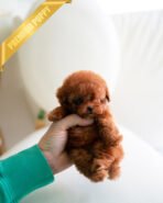 MILO - MALE (PURCHASED by MICHAEL) - Image 2