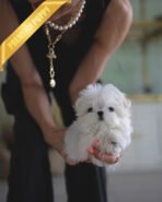 HANA - FEMALE (PURCHASED by ELISE) - Image 2