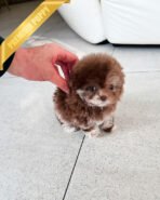 MOCHA - FEMALE(PURCHASED by CHANEL) - Image 4