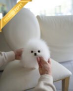 GLACIER - MALE (PURCHASED by MAKITA) - Image 2