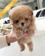 BELLA - FEMALE (PURCHASED by ARRON)