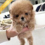 BELLA - FEMALE (PURCHASED by ARRON)