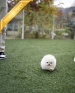 SNOW WHITE - FEMALE (PURCHASED by BLANCA) - Image 4