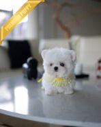 DUSTIN - MALE (PURCHASED by JAMES)