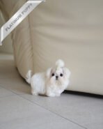 BENTLEY - MALE (PURCHASED by LILLIAN) - Image 2