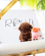 TIPPY - FEMALE (PURCHASED by COURTNEY) - Image 3