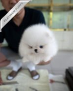 KYLE - MALE (PURCHASED by LEIRE) - Image 3