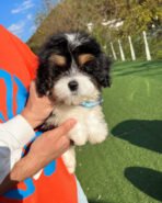 KOBE - MALE (PURCHASED by ESTEFANIA) - Image 2