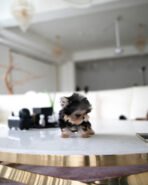 BAXTER - MALE (PURCHASED by DREAM) - Image 3