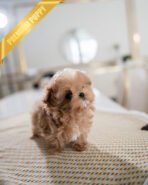 ESME - FEMALE (PURCHASED by LEE) - Image 3