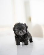 ELISE - FEMALE (PURCHASED by JANG) - Image 2