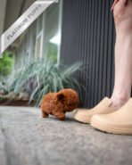 SIENNA - FEMALE (PURCHASED by EMILY) - Image 3