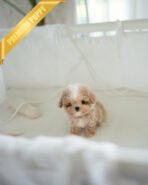 LYRA - FEMALE (PURCHASED by HANA) - Image 4