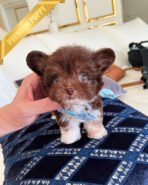 HERSHEY - MALE (PURCHASED by ASHLEY) - Image 4