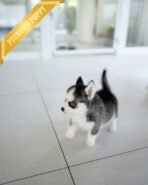 RYDER - MALE (PURCHASED by KAREN) - Image 3