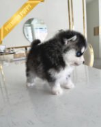 ROXY - FEMALE (PURCHASED by SUSANA) - Image 4