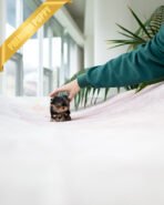 ZIGGY - MALE (PURCHASED by ANONYMITY) - Image 2