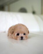 MOCHI - FEMALE (PURCHASED by JE) - Image 2