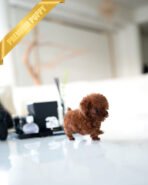 CINNAMON - FEMALE (PURCHASED by TAMARA) - Image 4