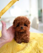 ROSIE - FEMALE (PURCHASED by KATE)