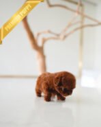 TORY - MALE (PURCHASED by MARIA) - Image 4