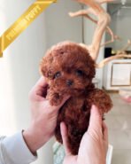 AGATHA - FEMALE (PURCHASED by SARI) - Image 3