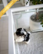 PANDA - MALE - Image 6