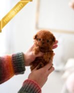 SCARLET - FEMALE (PURCHASED by SARA) - Image 2