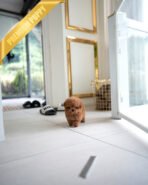 ISABELLA - FEMALE (PURCHASED by DEVIN) - Image 6