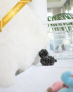 AZURE - FEMALE (PURCHASED by SARAH) - Image 4