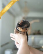 STELLA - FEMALE (PURCHASED by ANT) - Image 2