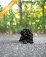 BAILEY - MALE (PURCHASED by FRED) - Image 3