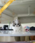 PUFFIN - FEMALE (PURCHASED by SWAN) - Image 3