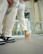 COPPER - MALE (PURCHASED by QUINTILIO) - Image 4