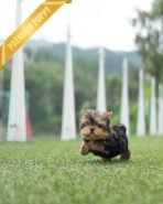 ANNIE - FEMALE (PURCHASED by ANN) - Image 3