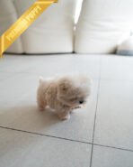 LYRA - FEMALE (PURCHASED by MARIA) - Image 4