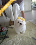 CHICO - MALE (PURCHASED by RT) - Image 2