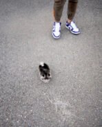 DIAMOND - FEMALE (PURCHASED by KURDI) - Image 4