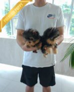 STELLA & COOPER - FEMALE & MALE - Image 4