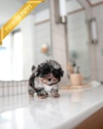 LYNDYN - MALE (PURCHASED by SUNDEEP)