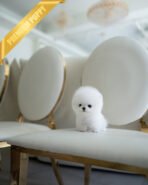 CHIP - MALE (PURCHASED by CATHERINE) - Image 5