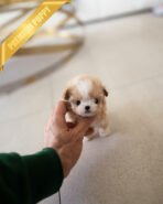 GUCCI - FEMALE (PURCHASED by BRITTANY)